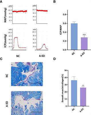 Comparative Transcriptome Analyses of Geriatric Rats Associate Age-Related Erectile Dysfunction With a lncRNA-miRNA-mRNA Regulatory Network